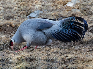 Dolani - (32.7007,95.5880), Qinghai, China 02-01-20 - Robert Tizard ebird org  4.jpg