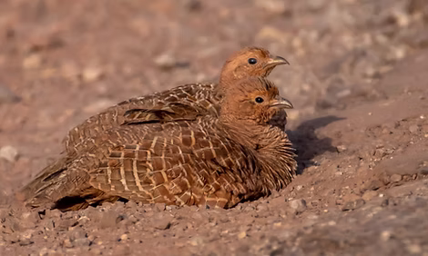 Ortygornis pondicerianus mecranensis pare - Kalakote Rajouri, Jammu and Kashmir, India 13
