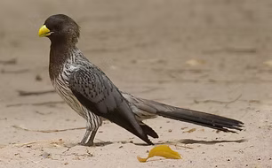 Crinifer piscator -  Upriver Tanji Paradise Lodge, Western, Gambia 25-01-11 - José Martín 