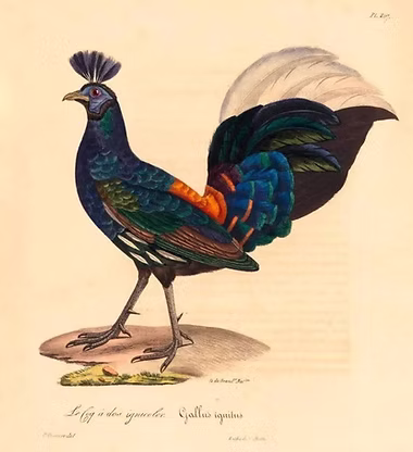 Gallus ignitus + La Galerie de Oiseaux 1820 Francia.jpg