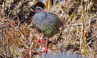 Jaozi%20mountain%20Kunming%20Yunnana%200