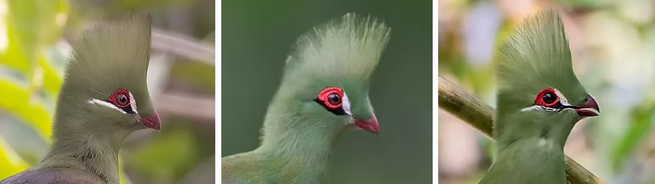 Turaco persa - 1 Persa persa - 2 Persa p. buffoni  - 3 Persa p. zekeri.PNG