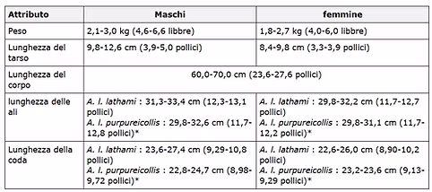 Alectura lathami specie 1.PNG