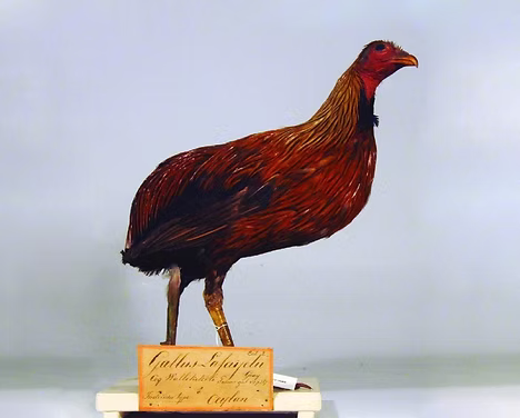figura 4.jpg
