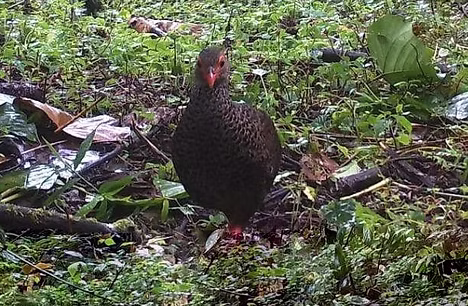 Pternistis camerunensis -  A camera trap photo taken on the slope of Mount Cameroon. Photo