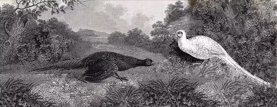 Sinistra Acquaforte di J. Scott, ca. 1801 - destra  da Reptile & Birds 1869.jpg