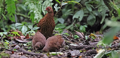 Lophura i. inornata - Southern slopes of Gng_edited.jpg
