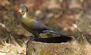 Menelikornis leucotis - Lake Langano, Oromia, Ethiopia 15-11-19 - Nik Borrow ebird org.jpg