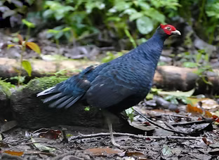 Lophura inornata ( coda bianca ) - Gunung Kerinci, Jambi, Sumatera, Indonesia 21-08-23 - P