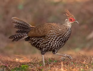Lineata + Taksin Maharat NP--headquarters vicinity, Tak, Thailand 24-03-23 - Ayuwat Jearwa