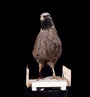Orphisia supoerculliosa male - By Naturalis ( National Museum of Natural History 2 Natural