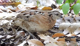 Dactylortyx thoracicus sharpei - Reserva de la Biosfera Calakmul, Calakmul, Campeche, Mess