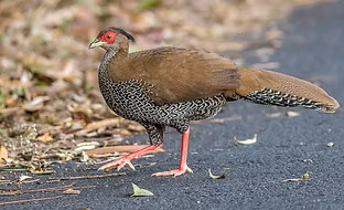 Jonesi - www.norththailandbirding com -