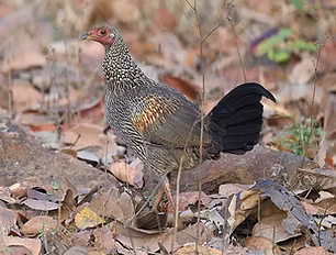 Gallus sonneratii immaturo - Mahbubnagar, Telangana, India 01-03-19 -  Kishore T  inatural