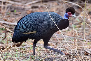 Guttera pucherani granti - Arusha, Tanzania 13-11-17 - Mike Loomis inaturalist 1.jpg