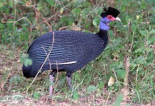 pucherani www.rockjumperbirding com (1).jpg
