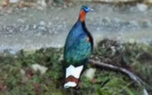 Lophophorus s. orientalis pare - Mishmi Hills--Mayodia Pass (56 km), Lower Dibang Valley,