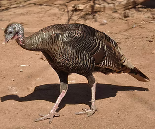 Merriami female ( Phoenix zoo ) - Klaus