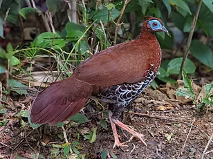 15 Lophura rufa ( Malayan Crested Fireback ) + Taman Negara National Park, Mutiara Resort,