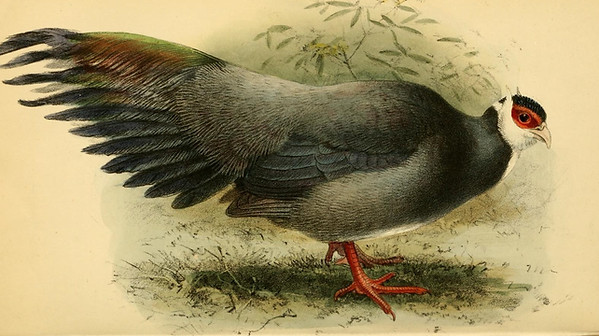 Harmani dalla descrizione originale di  Henry J. Exwes..jpg