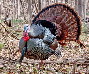 Silvestris eastern-wild-turkey Clayde C.