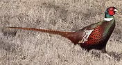 Phasianus c. mongolicus