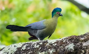 Gallirex p. chlorochlamys - Miombo woodland, Morogoro, Tanzania 15-01-21 - Jean-Louis Carl