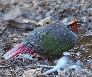 Rocki - Lantsang Mekong river, Kawakarpo Mountain, Meri Snow Mountain National Park, Yunna
