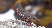 Lerwa maschio  - Sela Pass, West Kameng, Arunachal Pradesh, India 05-05-25 - Adhirup Ghosh