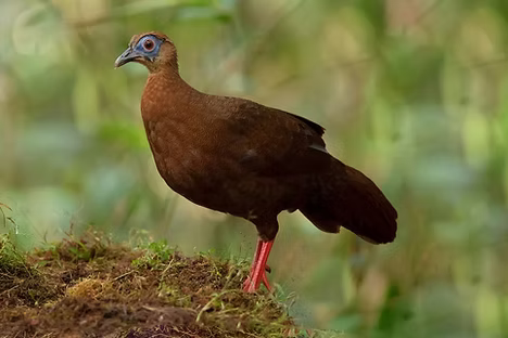 Bulweri -  Mount Trusmadi, Sabah, Malaysia  02-03-23 - Ayuwat Jearwattanakanok  ebird org 