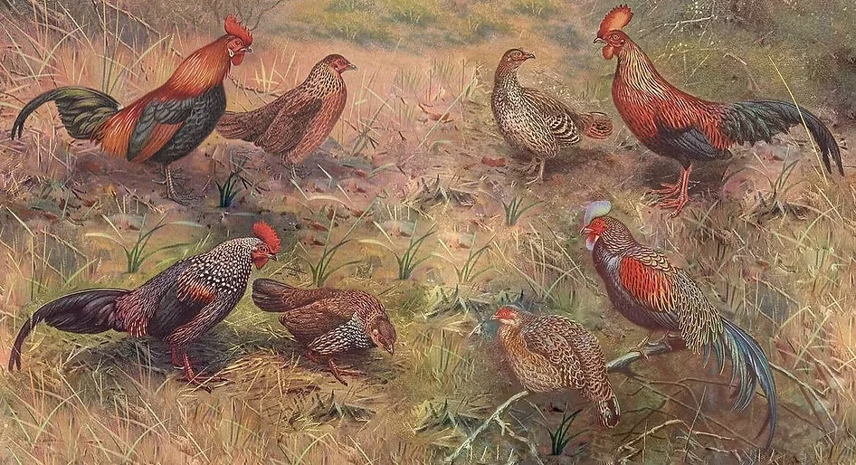 Gallus le 4 specie x sito (1).jpg