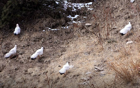 Drouyni bianco + Contea di (Luolong dice l'autore, errore forse), Lhorong prefettura di Qa