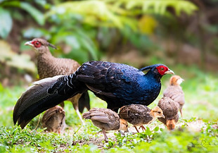 Kalij ibridi - Yingjiang Yunnan 22-05-18 - Khalid Sharif flickr_edited.jpg