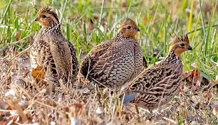Colinus v. taylori pare -  Jack Sinn Memorial WMA, Lancaster County, Nebraska 22-22-21 -  