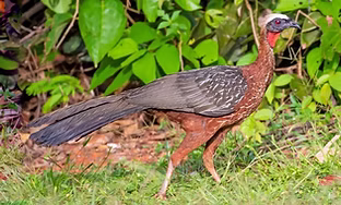 Penelope pileata - Parque Zoobotanico de Carajás, Pará, Brazil 10-05-17 - Caio Brito searc