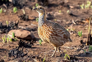 Scleroptila levaillantii + Sedibeng, South Africa 03-09-21 - Niall Perrins inaturalist_edi
