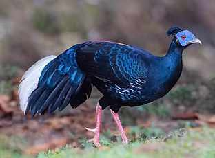 13 Lophura rufa ( Malayan Crested Fireback ) + Taman Negara National Park, Mutiara Resort,
