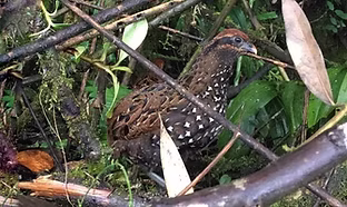Odontophorus balliviani by Jose Antonio Rivas Silva (1).jpg