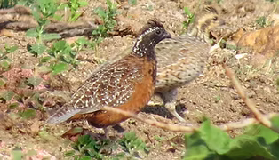 Colinus v. coyoleos - Heroica Ciudad de Juchitán de Zaragoza, Oaxaca 28-10-15 - Alán Palac