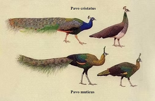 Pavo blu e verde 2.jpg