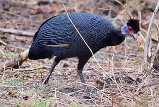 Guttera pucherani granti - Arusha, Tanzania 13-11-17 - Mike Loomis inaturalist 4.jpg
