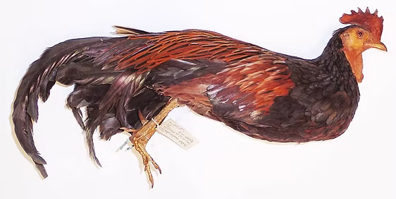 Holotype%20of%20Gallus%20violaceus%20Kel