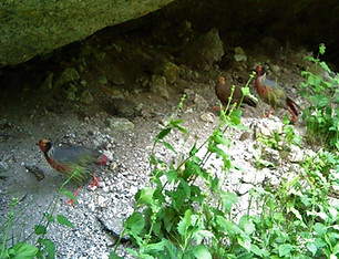 Marionae-Holoptilus - Myanmar - Khakaborazi National Park 28-06-22- Branhaung Shaung 3.jp