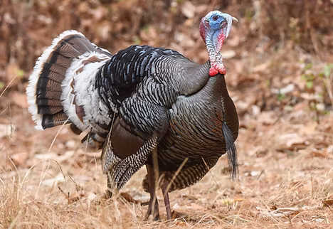 Meleagris g. gallopavo - Tapalpa, Jalisco, MX 22-04-18 - ernestosanchezproal inaturali