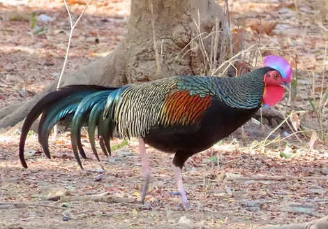 Gallus varius - Komodo National Park--Loh Liang, Timur, Nusa Tenggara, Indonesia 26-08-23