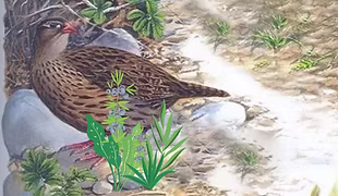 Ophrysia superciliosa female 2.PNG