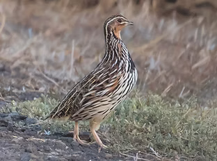 Coturnix pectoralis - Kevin Bartram serach.PNG