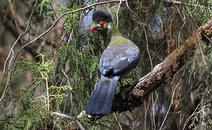 Menelikornis leucotis - Debre Libanos Monastery, Oromia, Ethiopia 15-04-12 - Tommy Pederse
