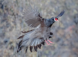 Marrone - Gushan  birdnet cn   3.jpg