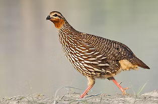Ortygornis gularis - Maguribeel--Wetland, Tinsukia, Assam, India 10-02-20 - Indu Shekhar D